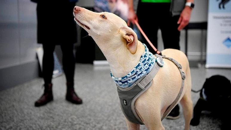 سگ‌های بوکش در فرودگاه هلسینکی برای ردیابی کرونا کووید۱۹